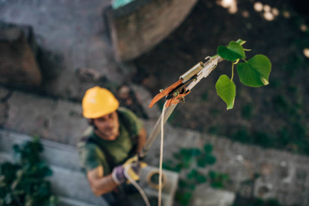 Large Tree Removal